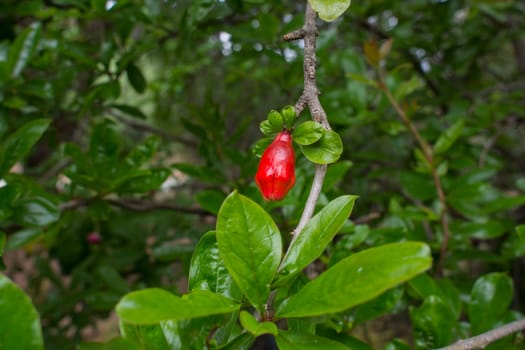bud of pomegranate on the tree