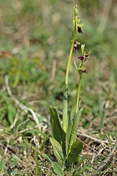 Fly Ragwurz (Ophrys insectifera)