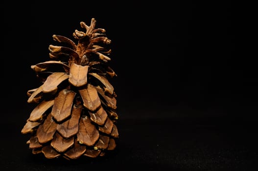 Pinus Ponderosa Pine Tree Pinecone on a Black Background