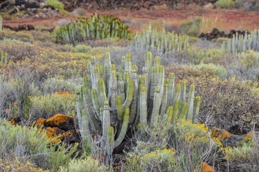 Cactus in the Desert at Sunset Tenerife South Canary Islands Spain