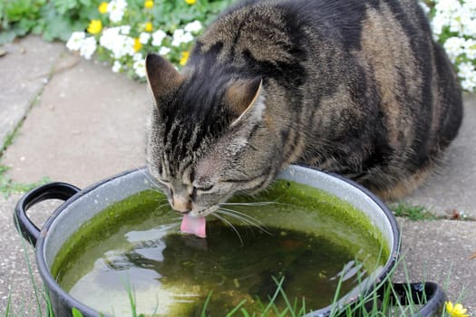 Cats like rainwater