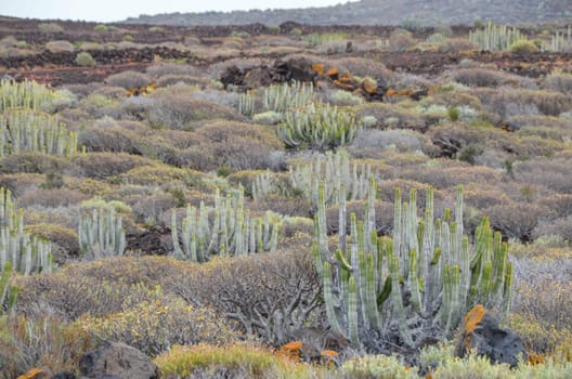 Cactus in the Desert at Sunset Tenerife South Canary Islands Spain