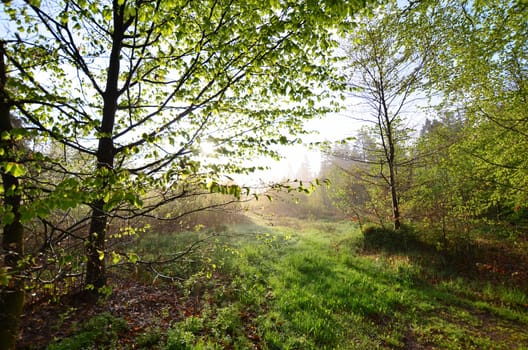 Spring morning dew meadow.