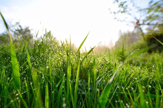 Spring morning dew meadow.