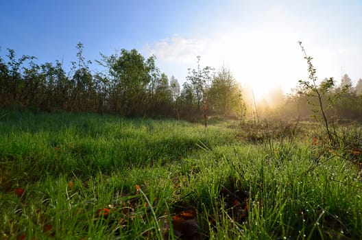 Spring morning dew meadow.