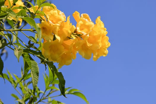 Bunch of green leaves and orange bloom isolated on dark blue sky