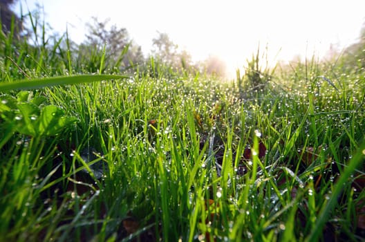 Spring morning dew meadow.
