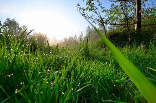 Spring morning dew meadow.