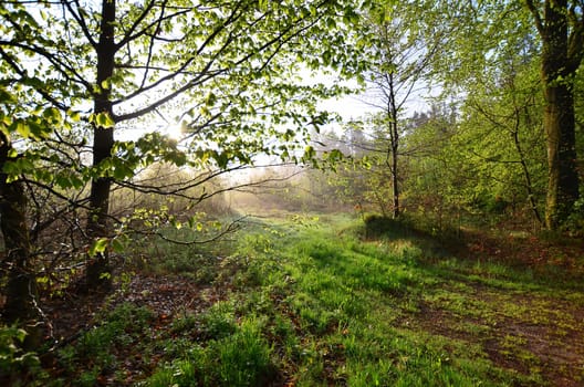 Spring morning dew meadow.