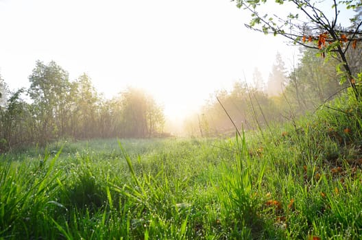 Spring morning dew meadow.