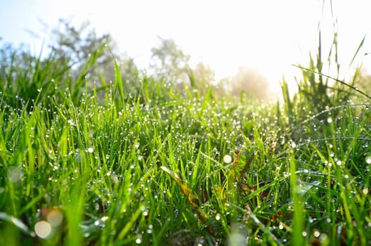 Spring morning dew meadow.