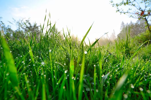 Spring morning dew meadow.