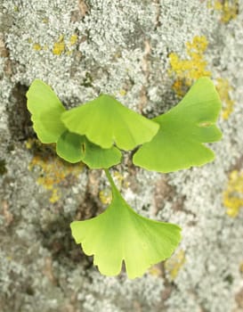 Ginkgo leaves