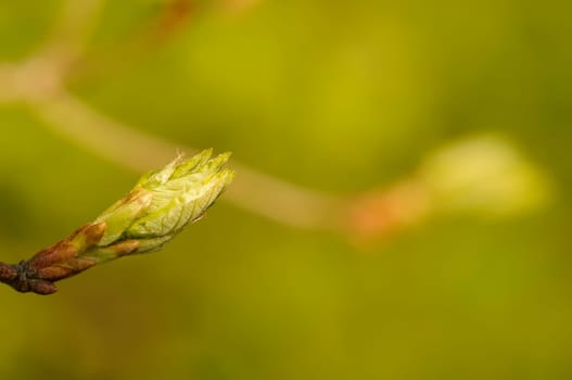leaf buds