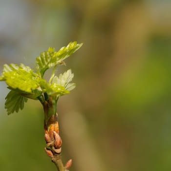 leaf buds