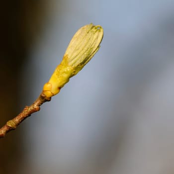 leaf buds