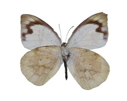 Appias indra
