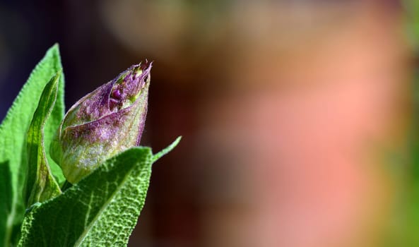 sage bud
