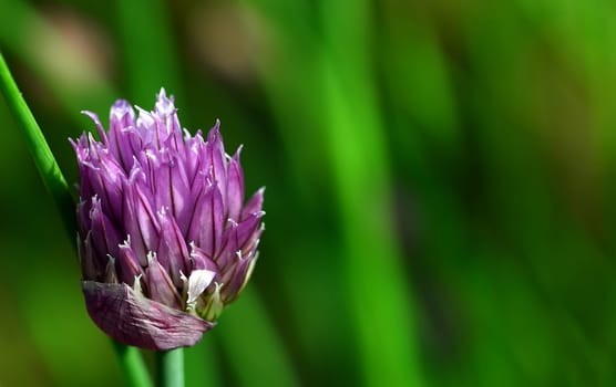 cut-lee flower