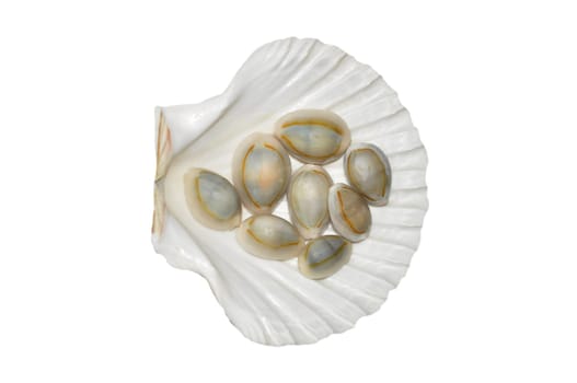Shell