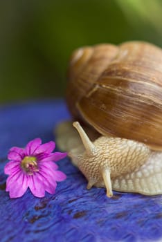 Snail