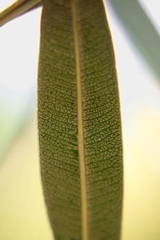 The close-up of the underside of a rhododenr shrub.