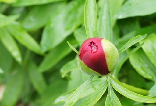 Red peony
