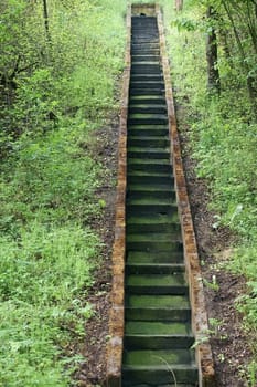 The photograph of stairs covered by algae and moss.