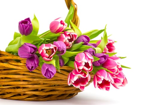 colourful tulips in a basket