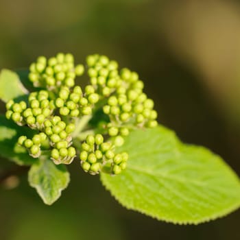 tree blossom
