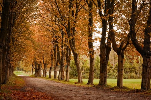 tree-lined forest path in autumnal mood