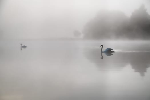 swans in the morning fog