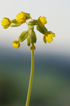 butterflower
