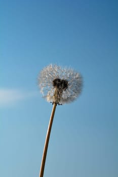 Dandelion and blue sky