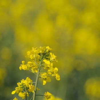rapeseed