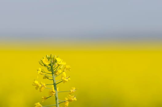 rapeseed