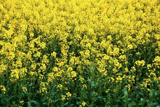 yellow flowering rapeseed field