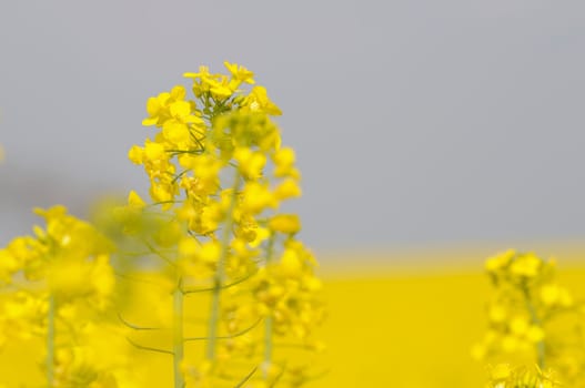 rapeseed