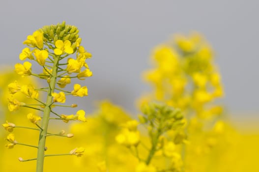 rapeseed
