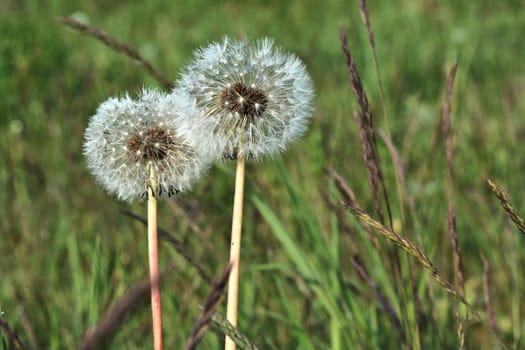 Dandelion on a meadow in spring