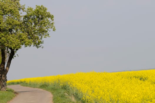 rapeseed