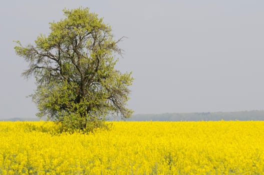 rapeseed
