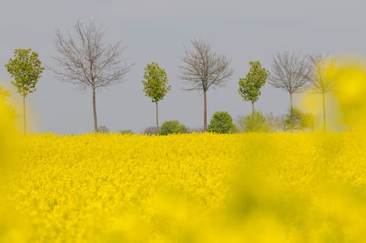 rapeseed