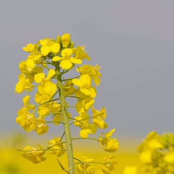 rapeseed
