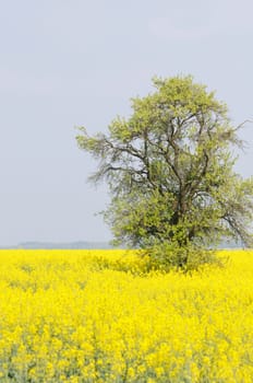 rapeseed