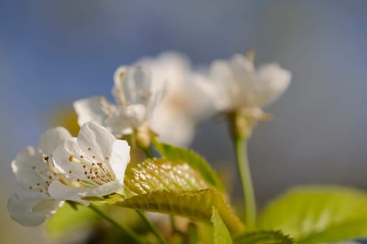 fruit tree blossom