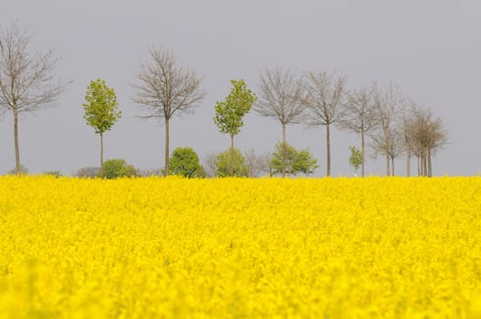 rapeseed