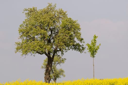 rapeseed