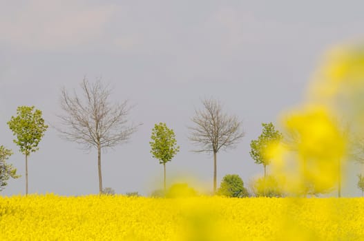 rapeseed