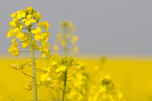rapeseed